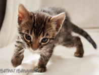 Bengal Kitten braun